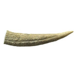 WAG Naturally Shed Whole Deer Antler