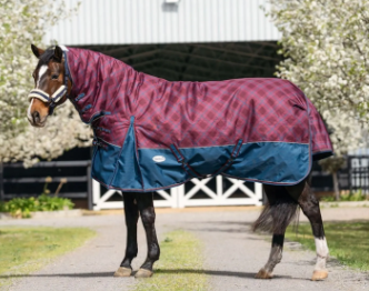 Equine – Tagged 