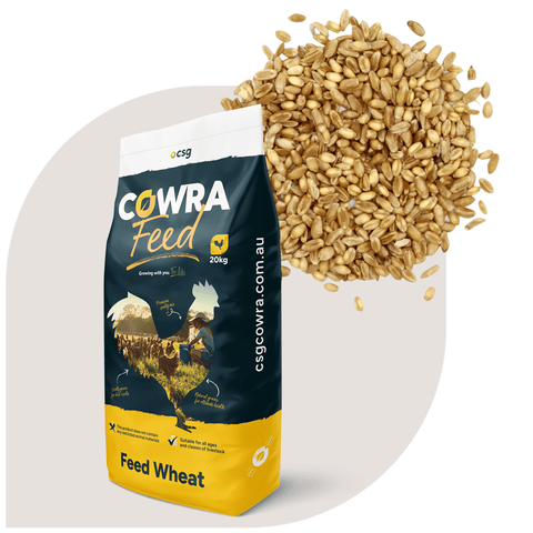 CSG Feed Wheat 20kg